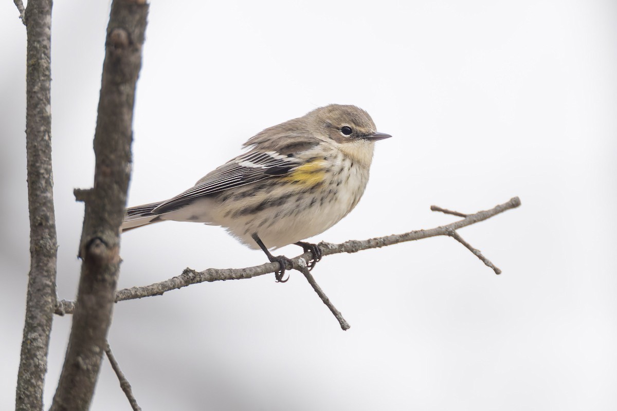 Yellow-rumped Warbler - ML647326340