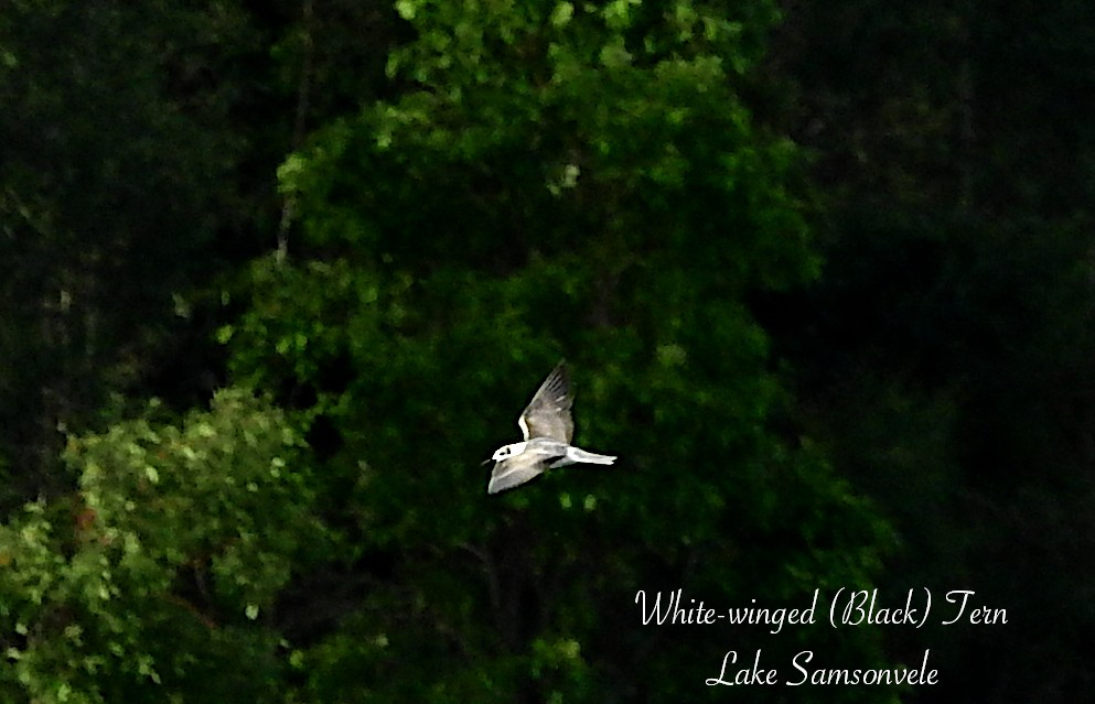 White-winged Tern - ML647326342