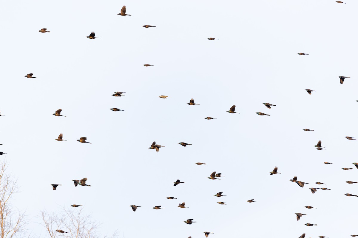 Common Grackle - ML647326357