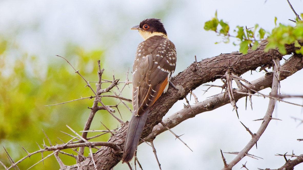 קוקיה מצויצת - ML647326360