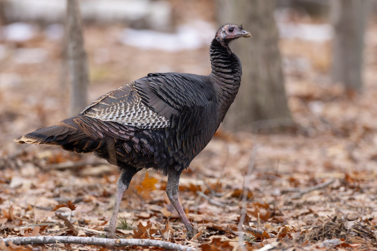 Wild Turkey - ML647326364
