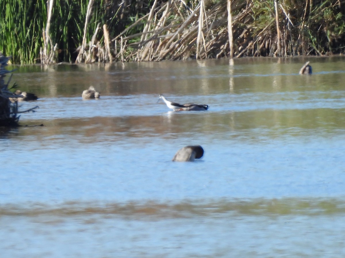 Black-necked Stilt - ML647326365
