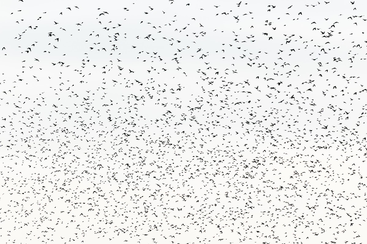 Red-winged Blackbird - ML647326368