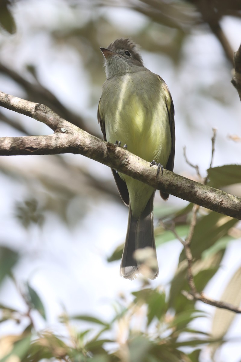 Yellow-bellied Elaenia - ML647326370