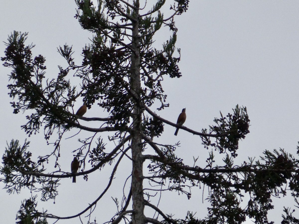 drozd stěhovavý - ML647326372