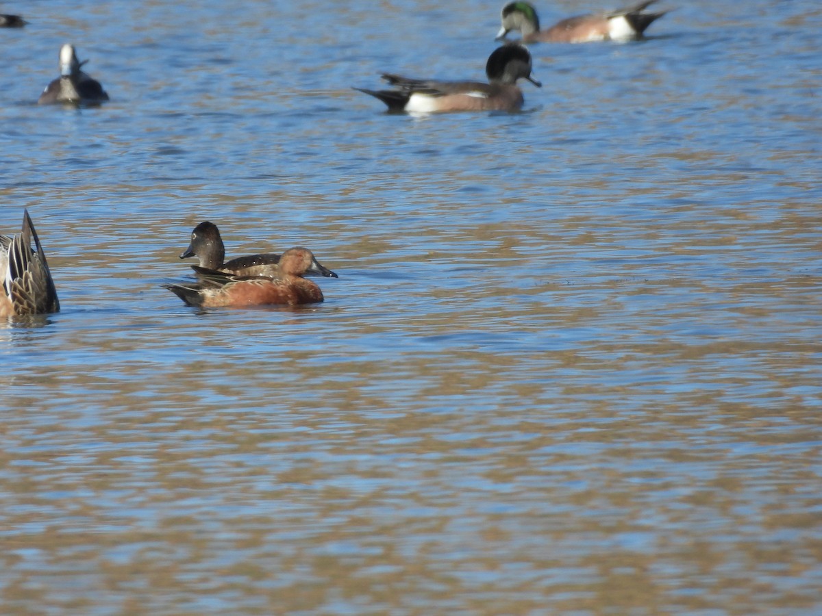 Alzavola cannella - ML647326384