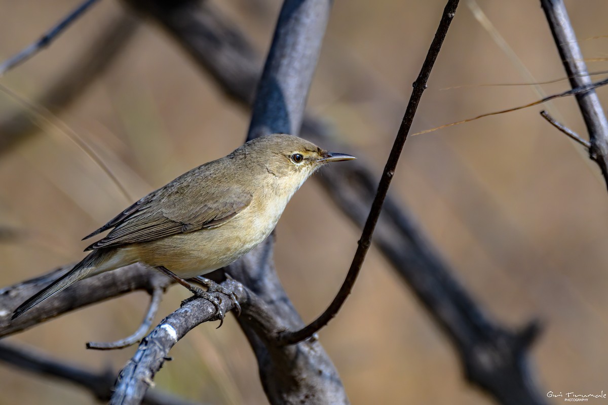 Blyth's Reed Warbler - ML647326387