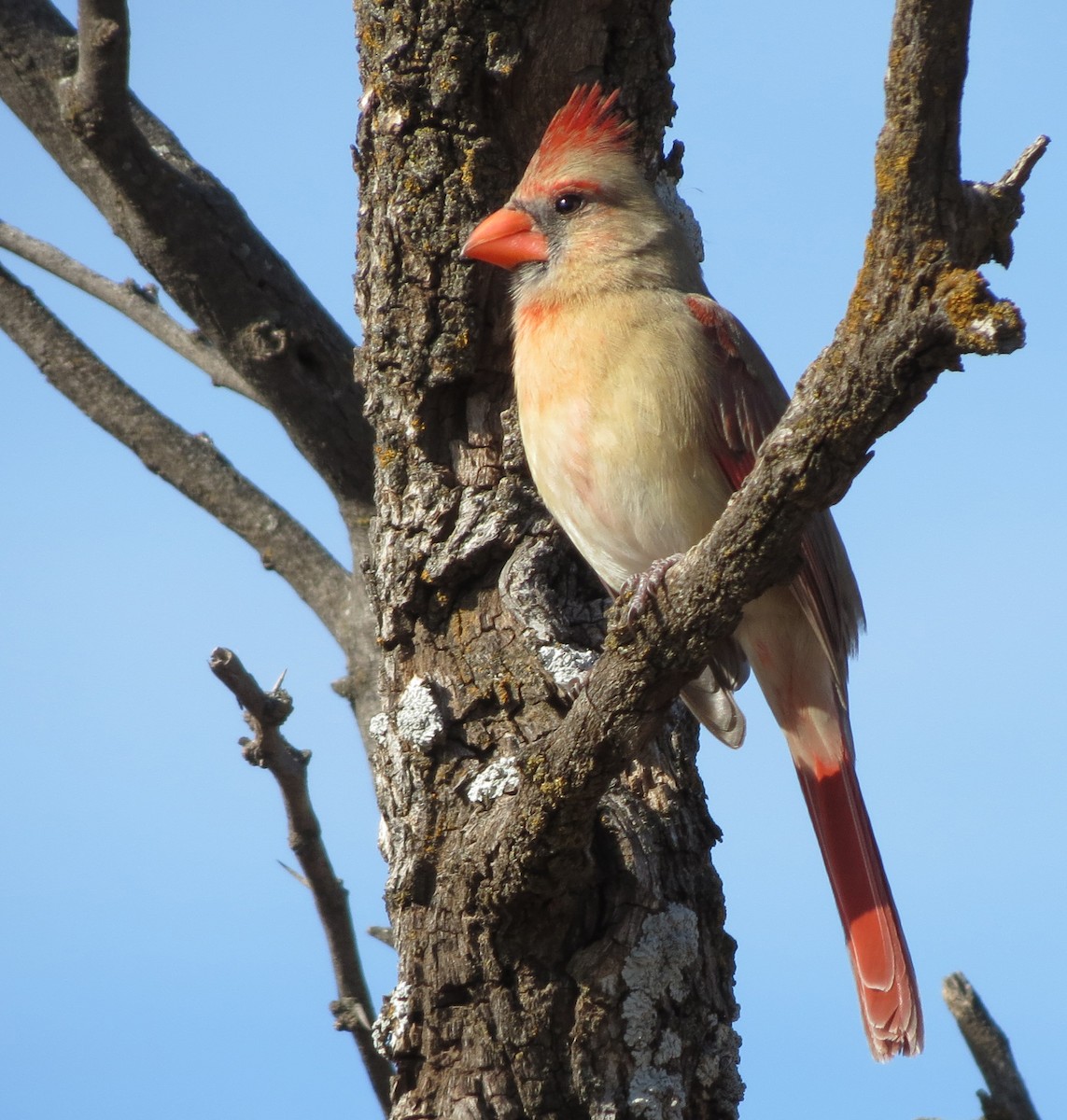 Красный кардинал - ML647326389