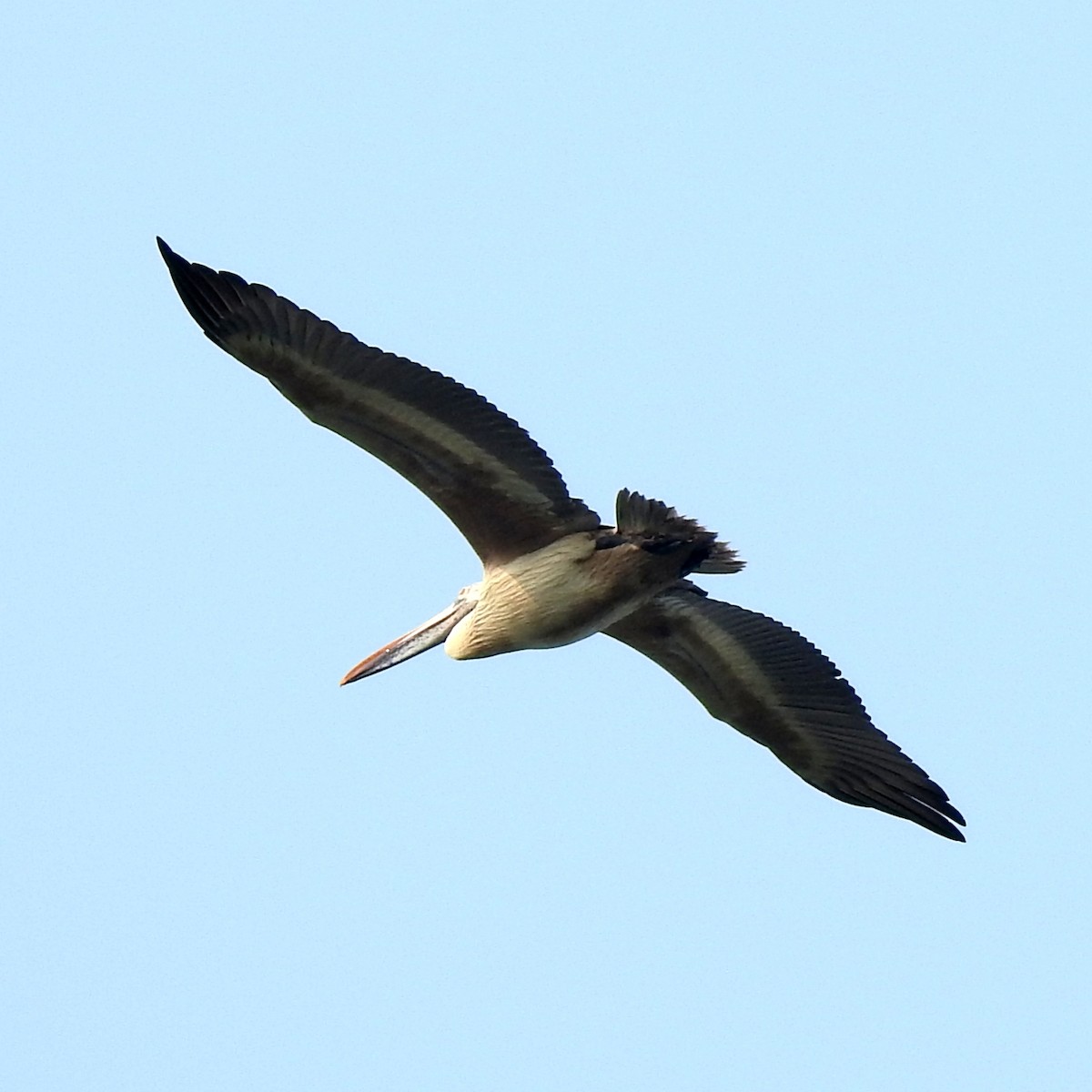 Pelikano tantoduna - ML647326394