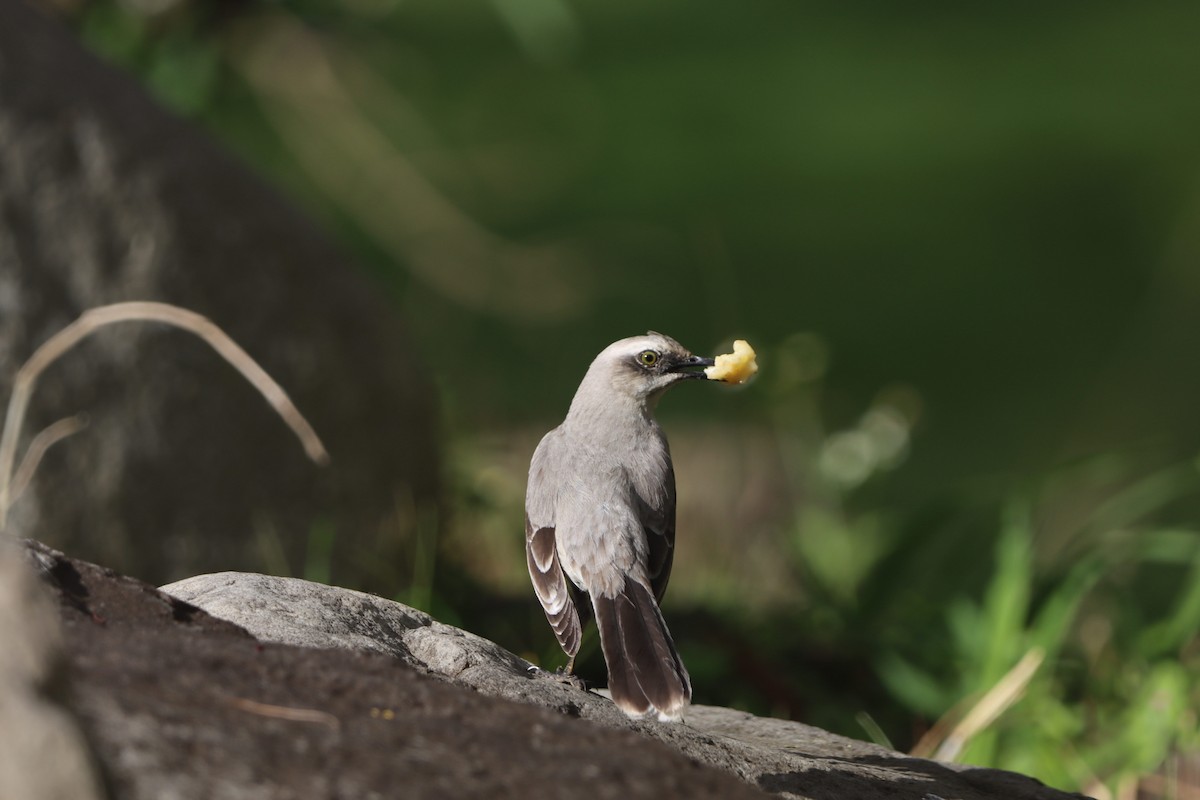 Tropikal Taklitçi - ML647326400