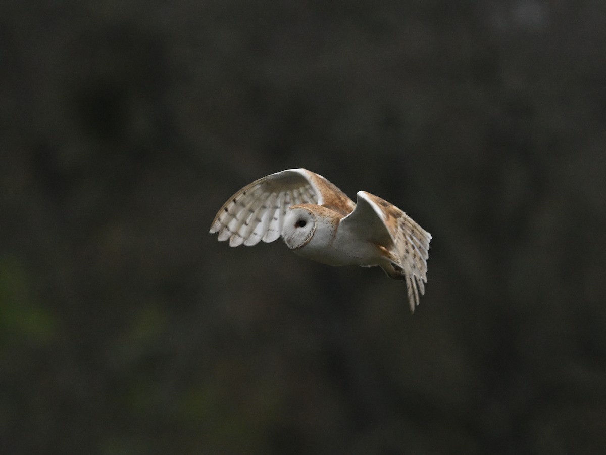 American Barn Owl - ML647326401