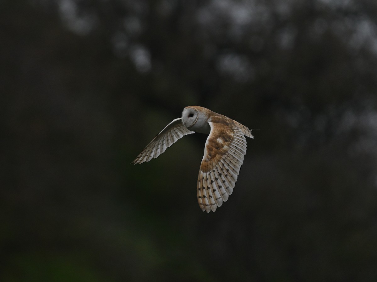 American Barn Owl - ML647326402