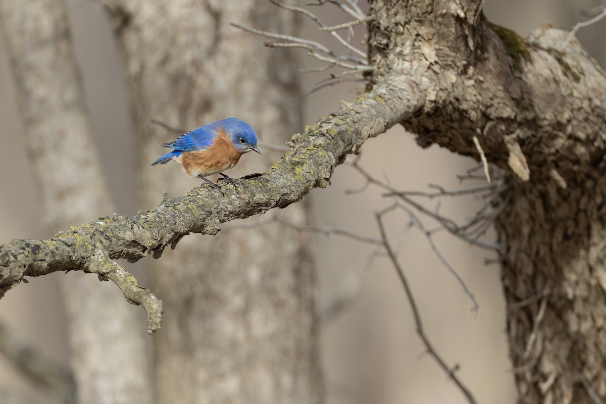 Eastern Bluebird - ML647326409