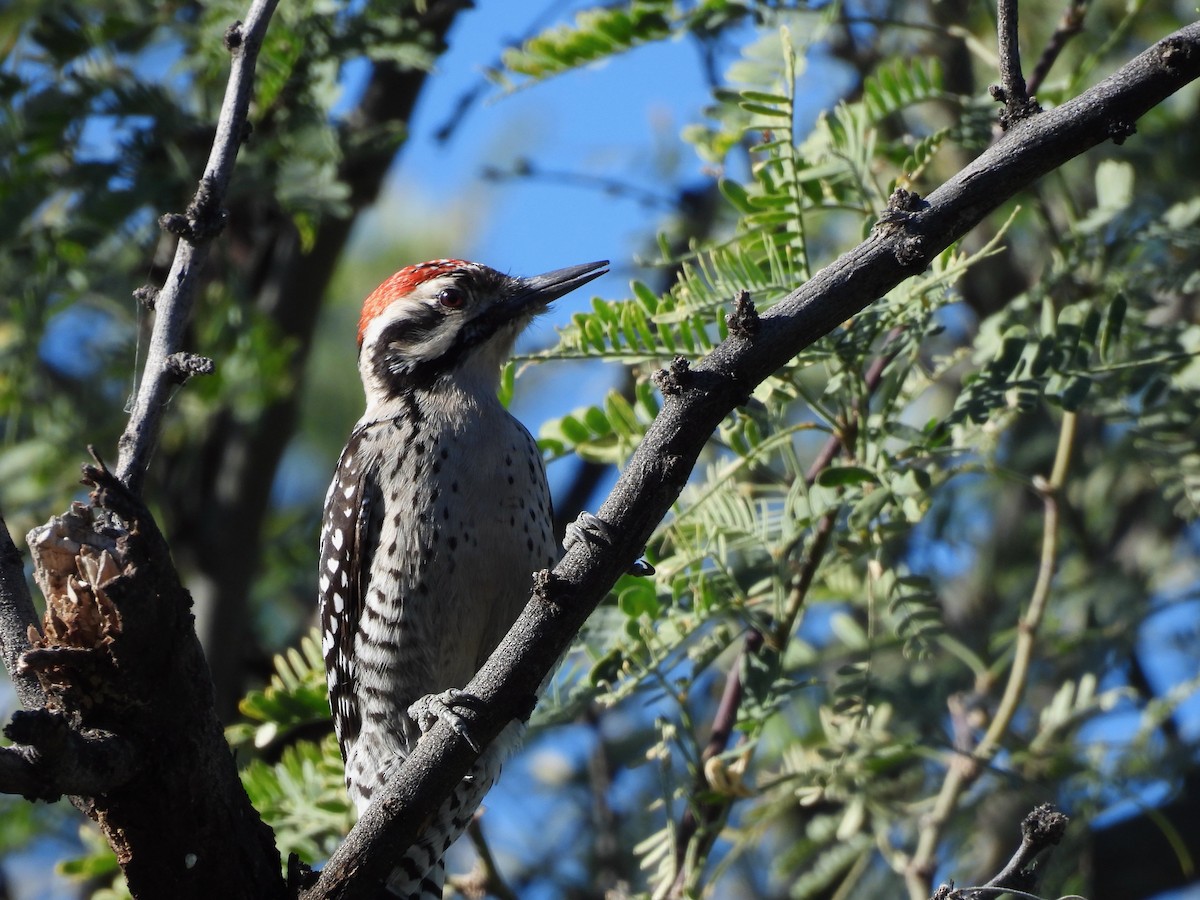 Ladder-backed Woodpecker - ML647326413
