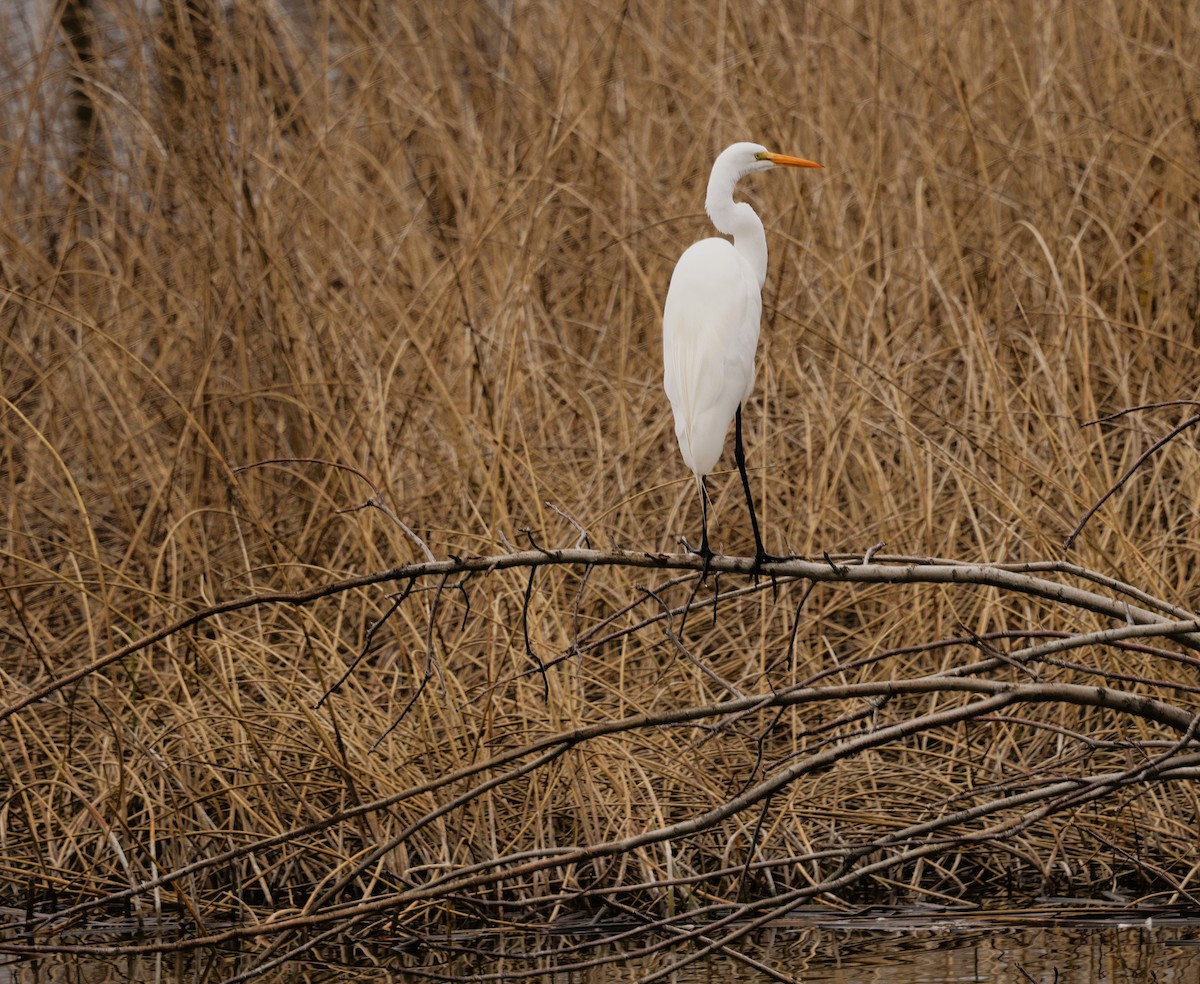 Great Egret - ML647326414