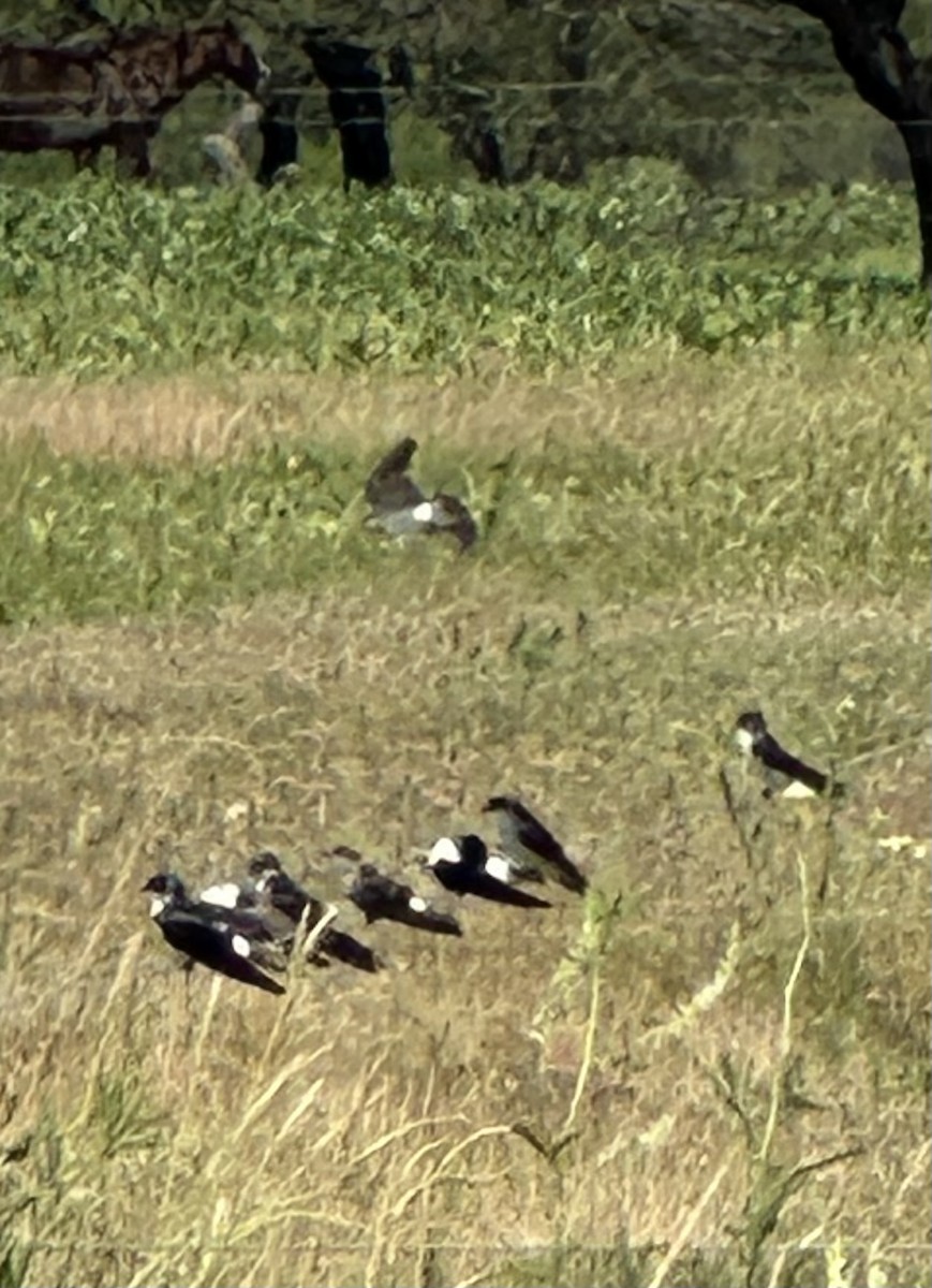 White-rumped Swallow - ML647326441