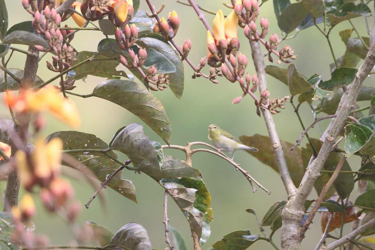 Tennessee Warbler - ML647326452