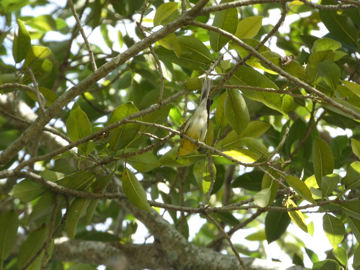 Pine Warbler - ML647326454