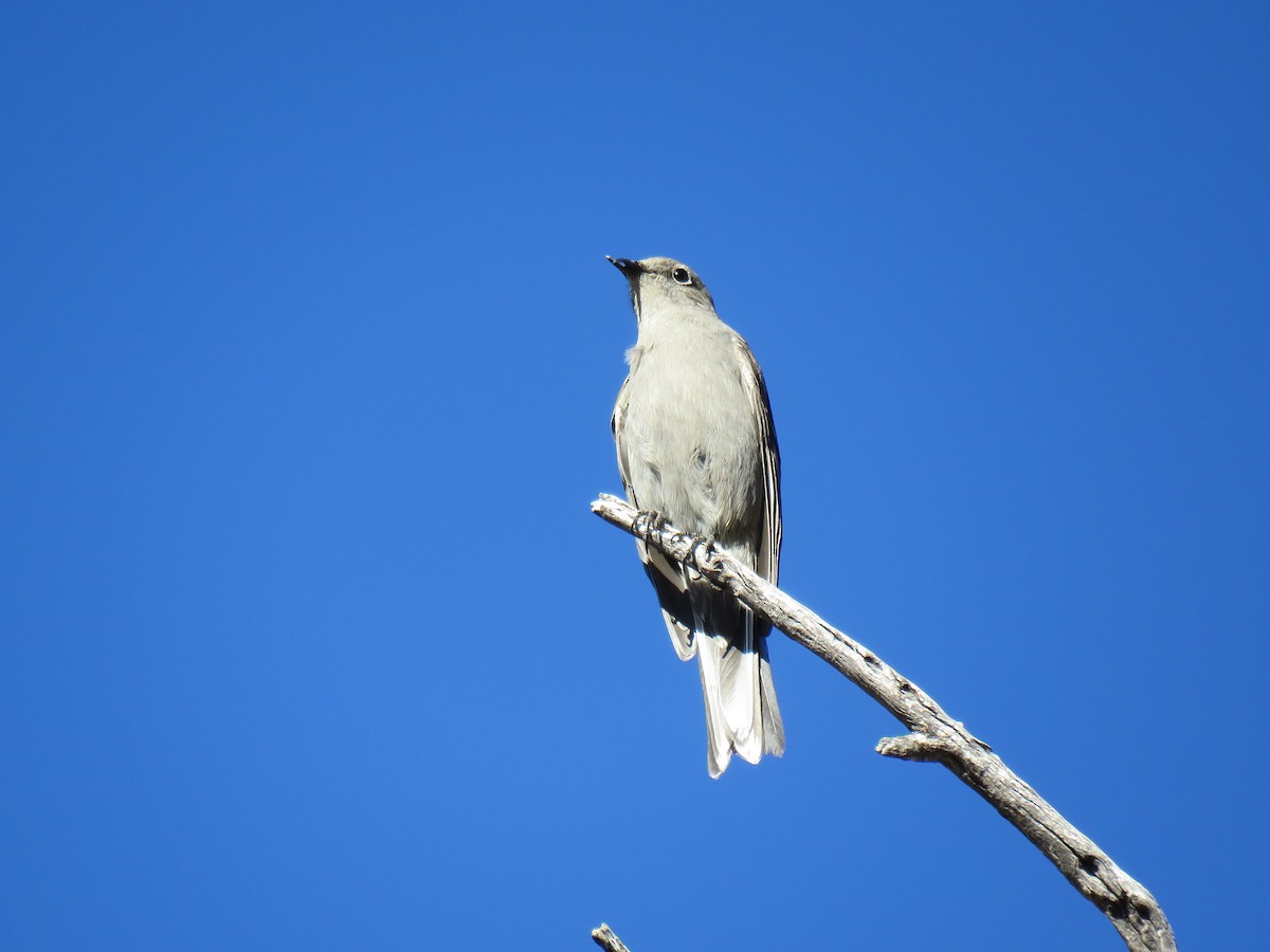 ハエトリツグミ - ML647326456