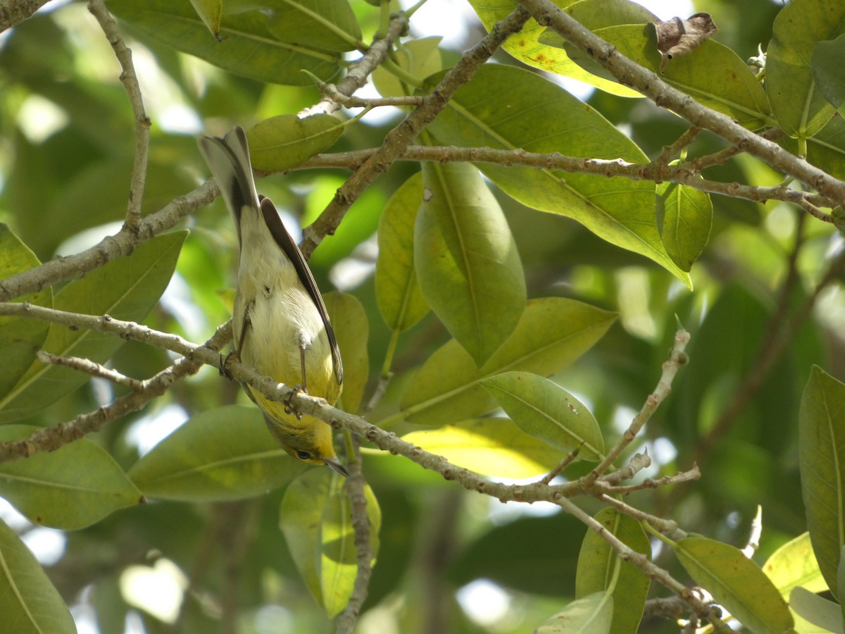 Pine Warbler - ML647326461