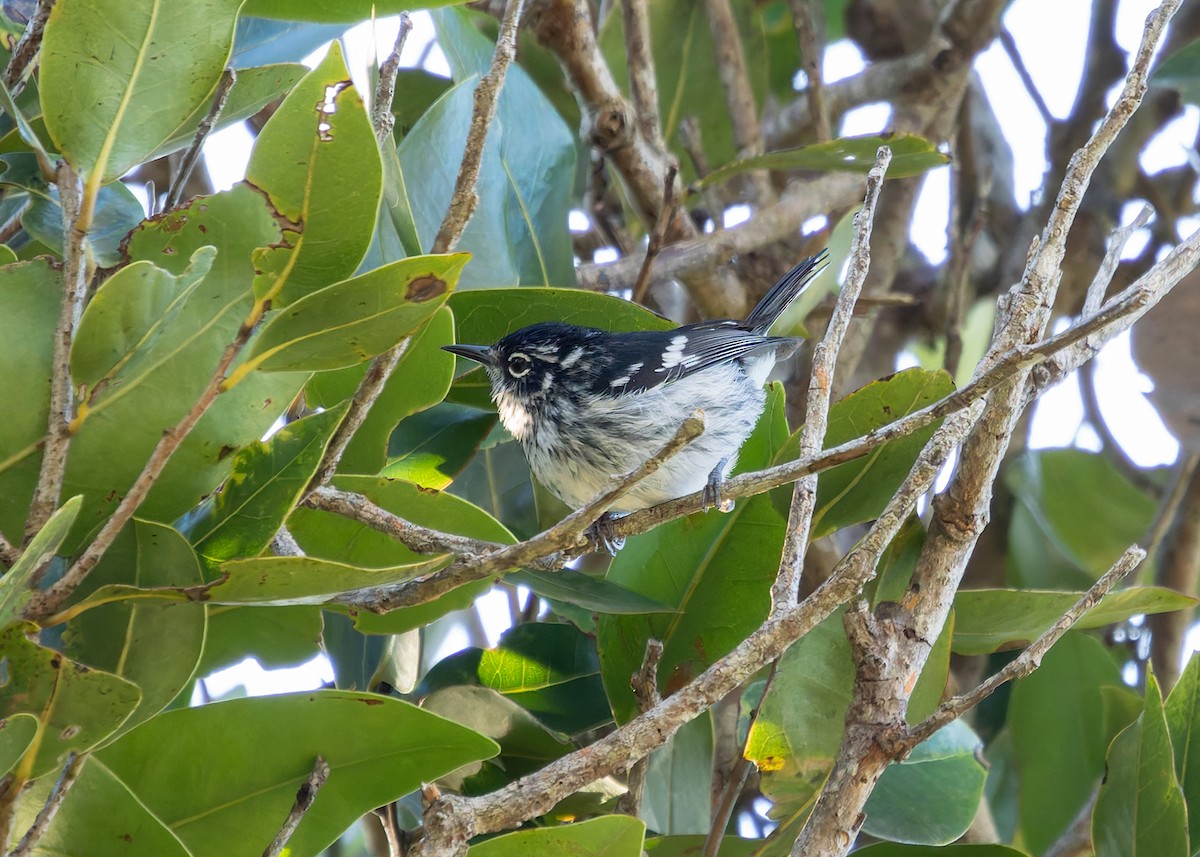 Elfin-woods Warbler - ML647326465