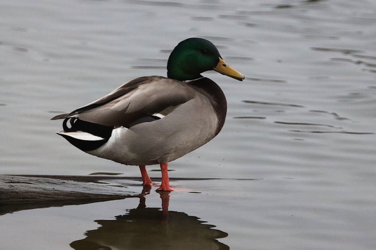 Mallard - ML647326468