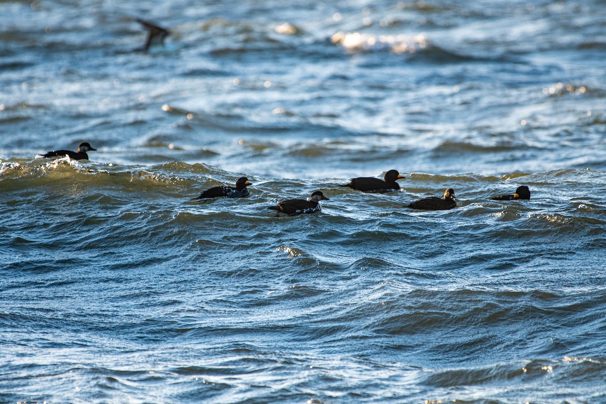 Amerika Kara Ördeği - ML647326491