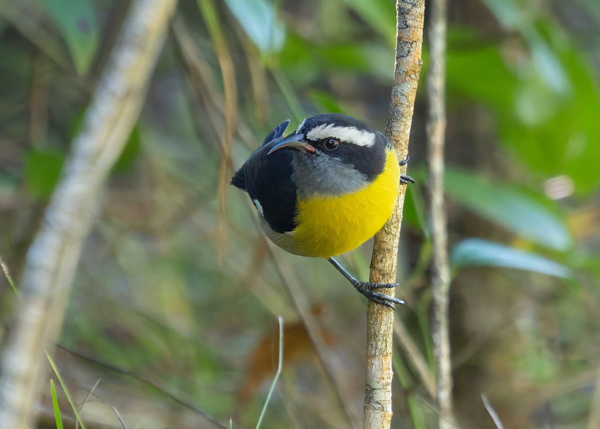 Bananaquit - ML647326492