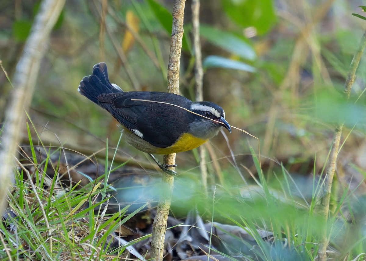 Bananaquit - ML647326493