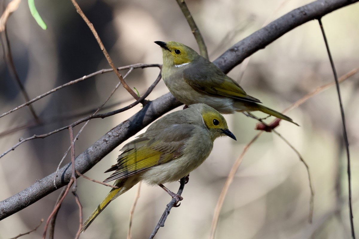 hvitsmykkehonningeter - ML647326496