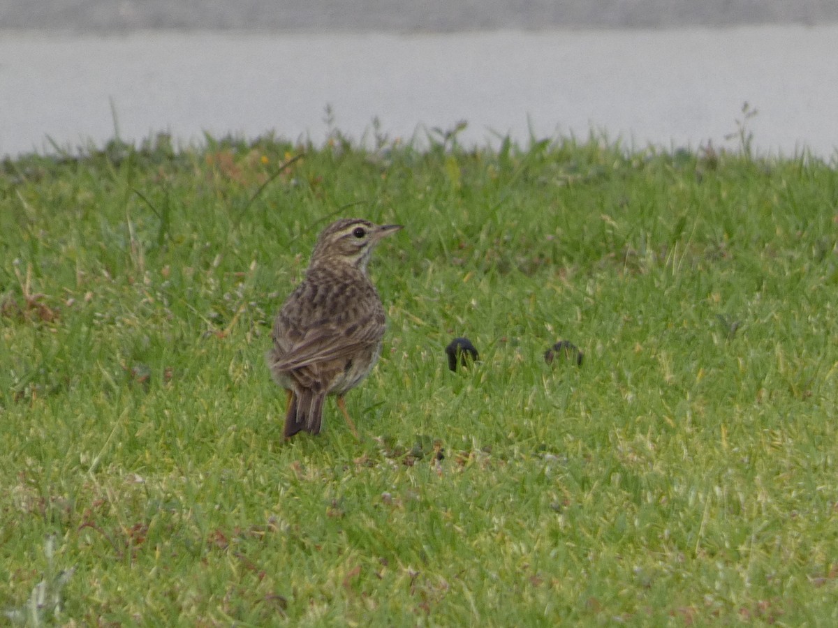 Australian Pipit - ML647326498