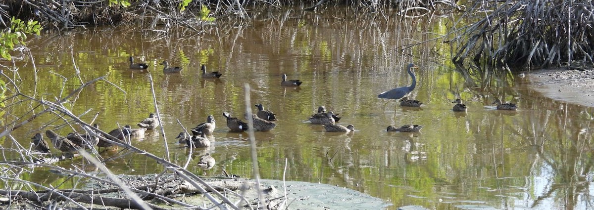 ミカヅキシマアジ - ML647326516