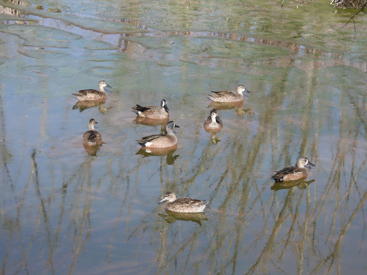 ミカヅキシマアジ - ML647326517