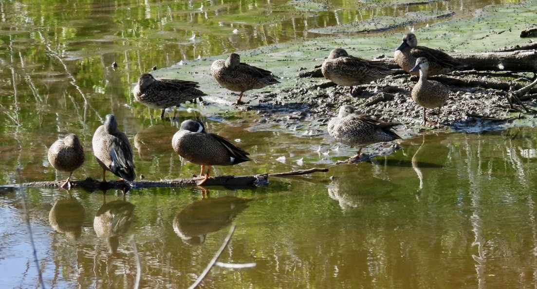 ミカヅキシマアジ - ML647326518