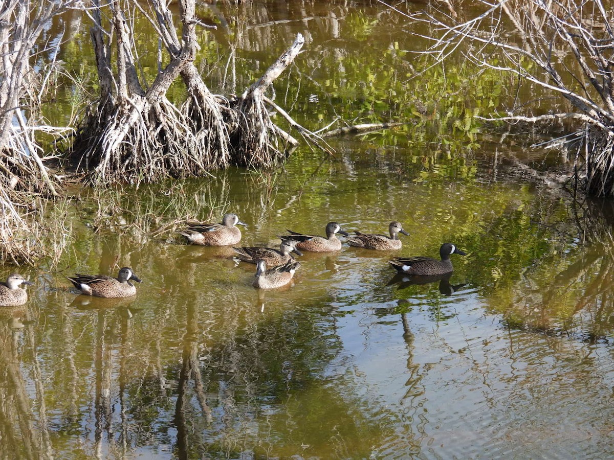 ミカヅキシマアジ - ML647326519