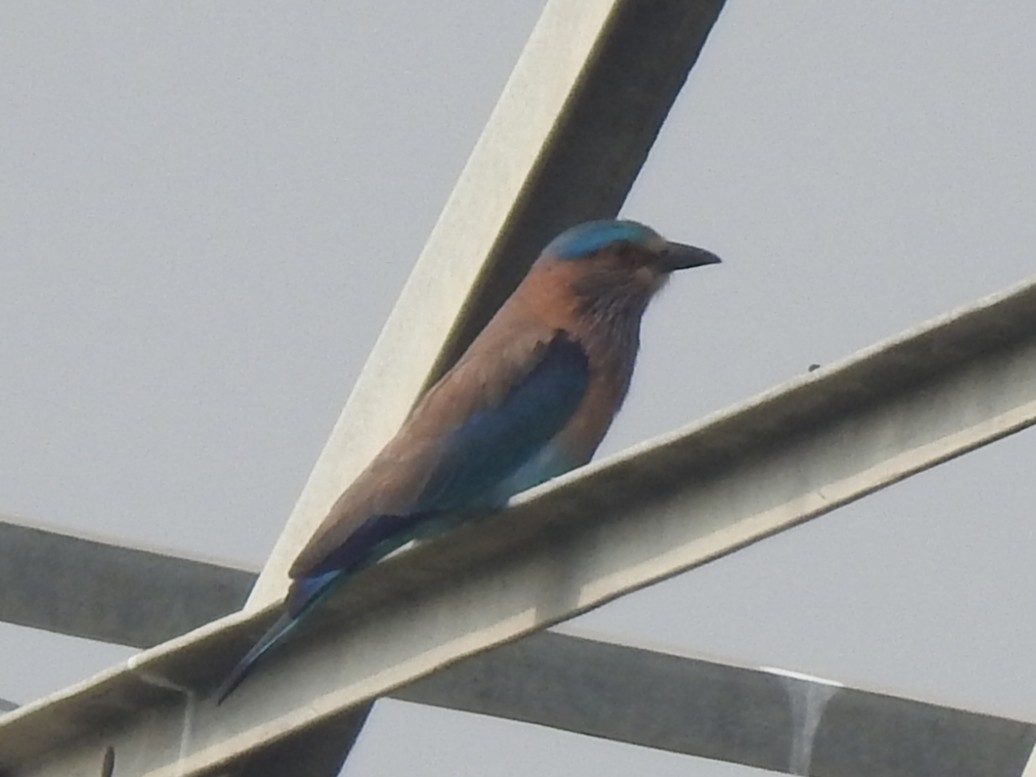 Indian Roller - ML647326531
