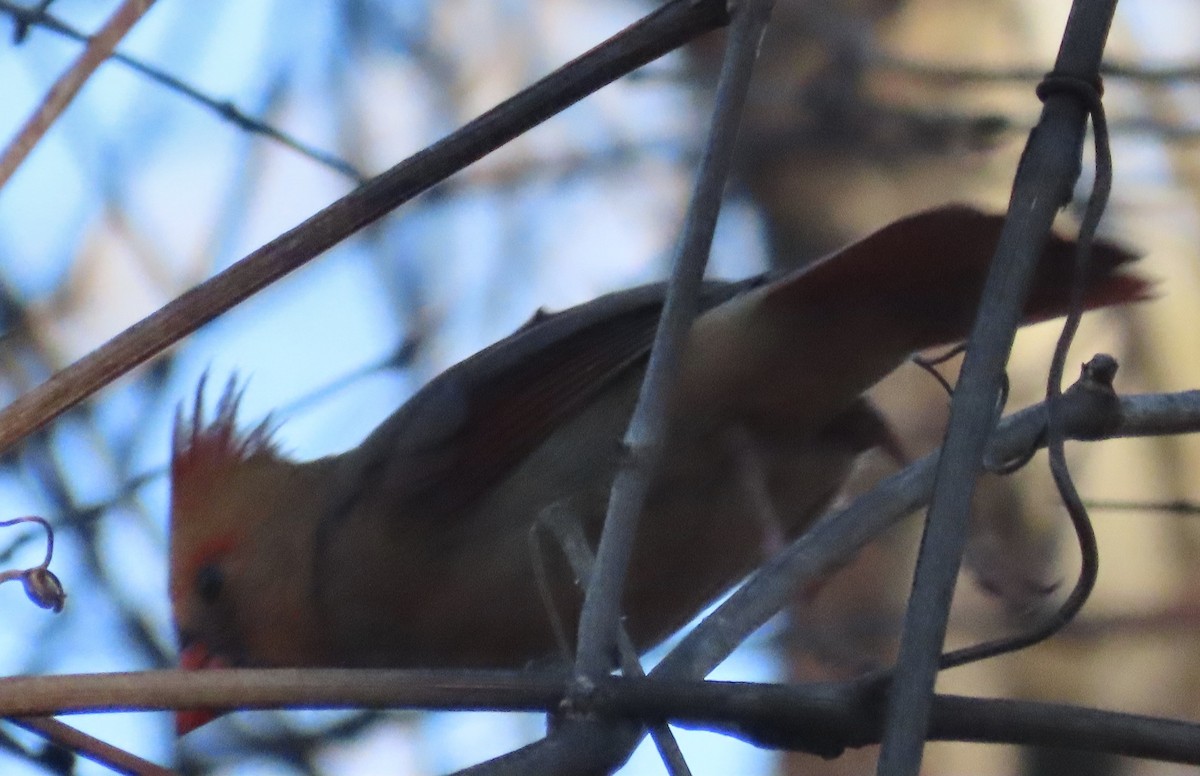 Красный кардинал - ML647326541