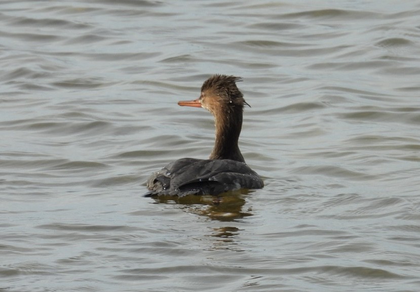 Tarakdiş - ML647326546