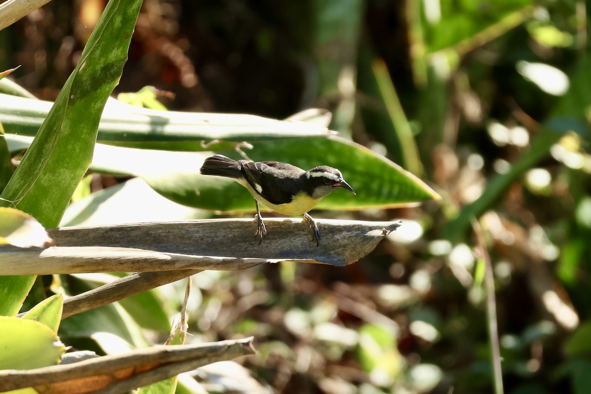 Bananaquit - ML647326547