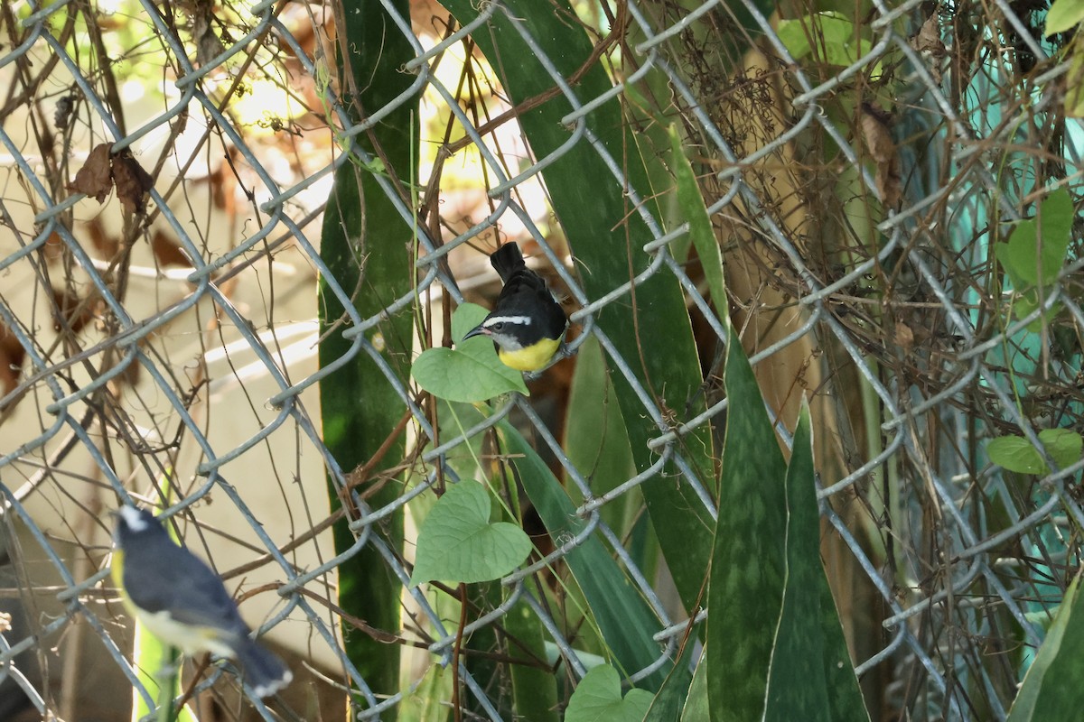 Bananaquit - ML647326548
