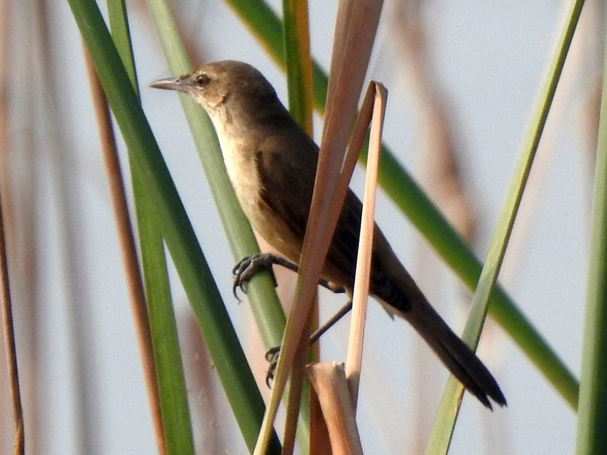 קנית אפריקנית - ML647326551