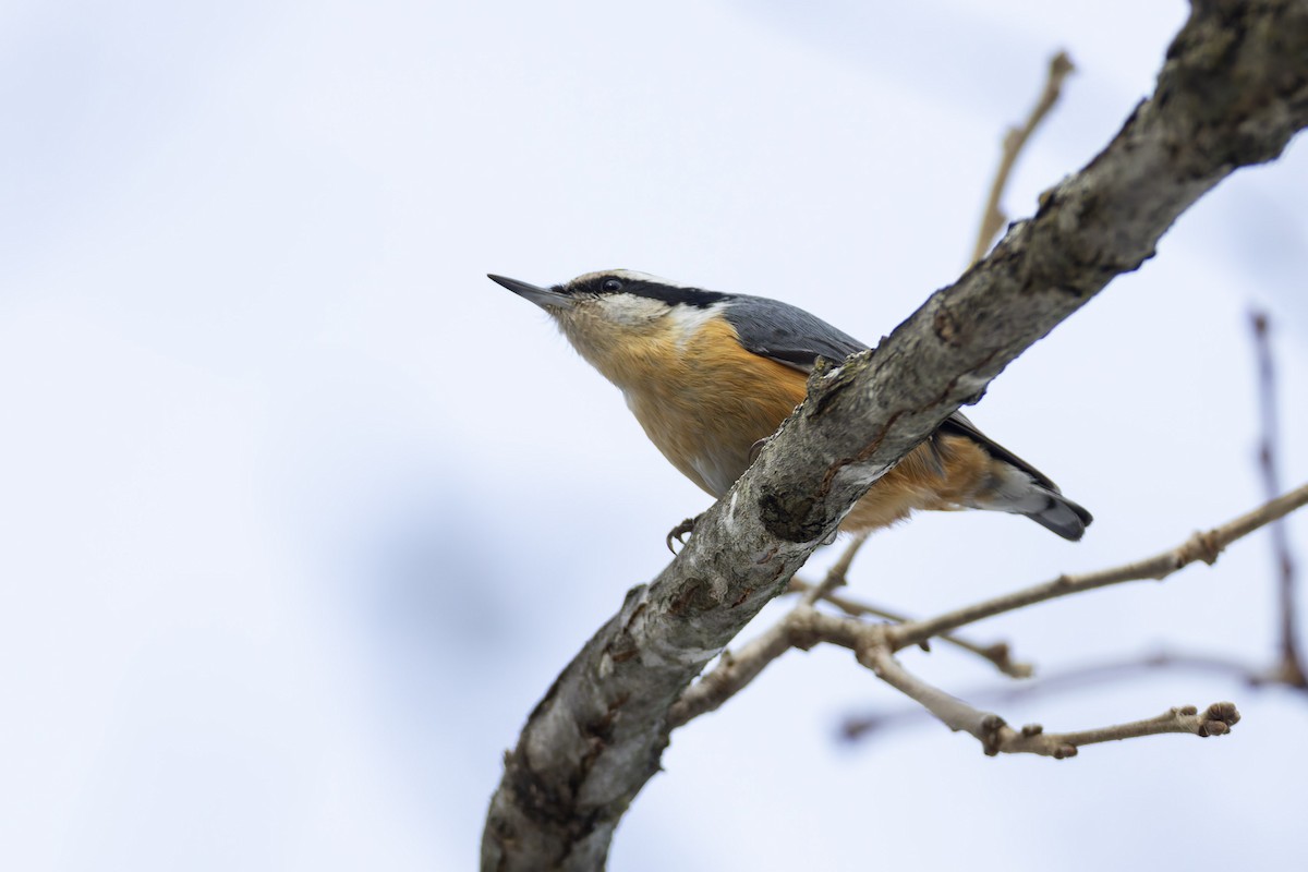 Red-breasted Nuthatch - ML647326555