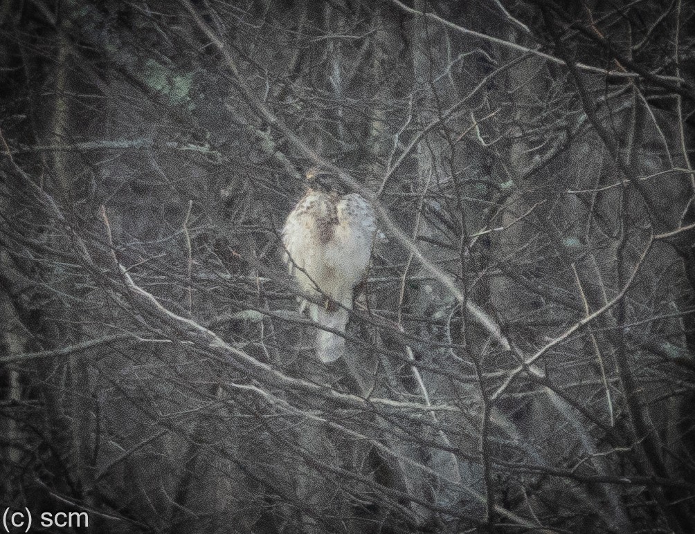 Red-shouldered Hawk - ML647326564