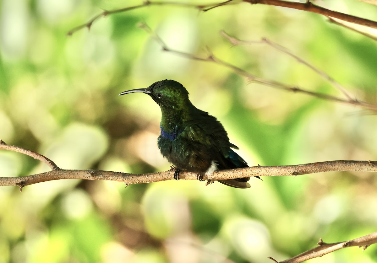 Green-throated Carib - ML647326565