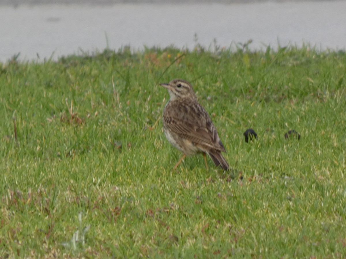 Australian Pipit - ML647326573