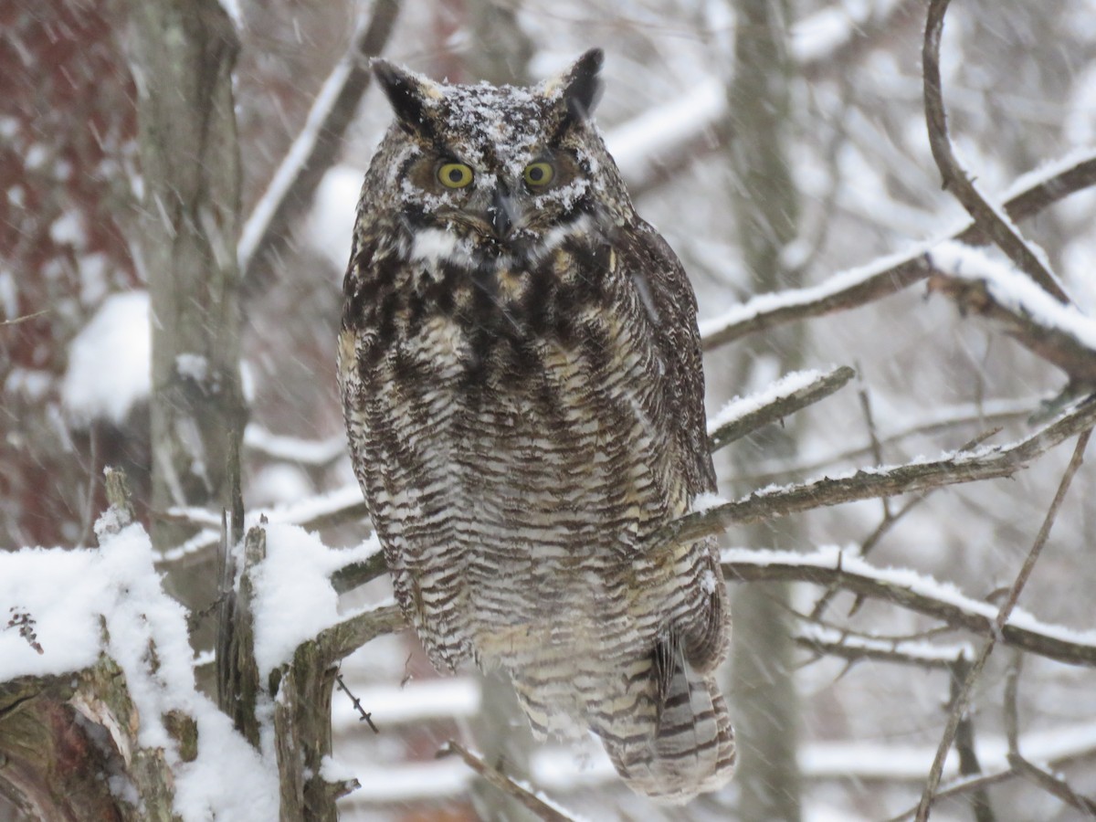 Great Horned Owl - ML647326576