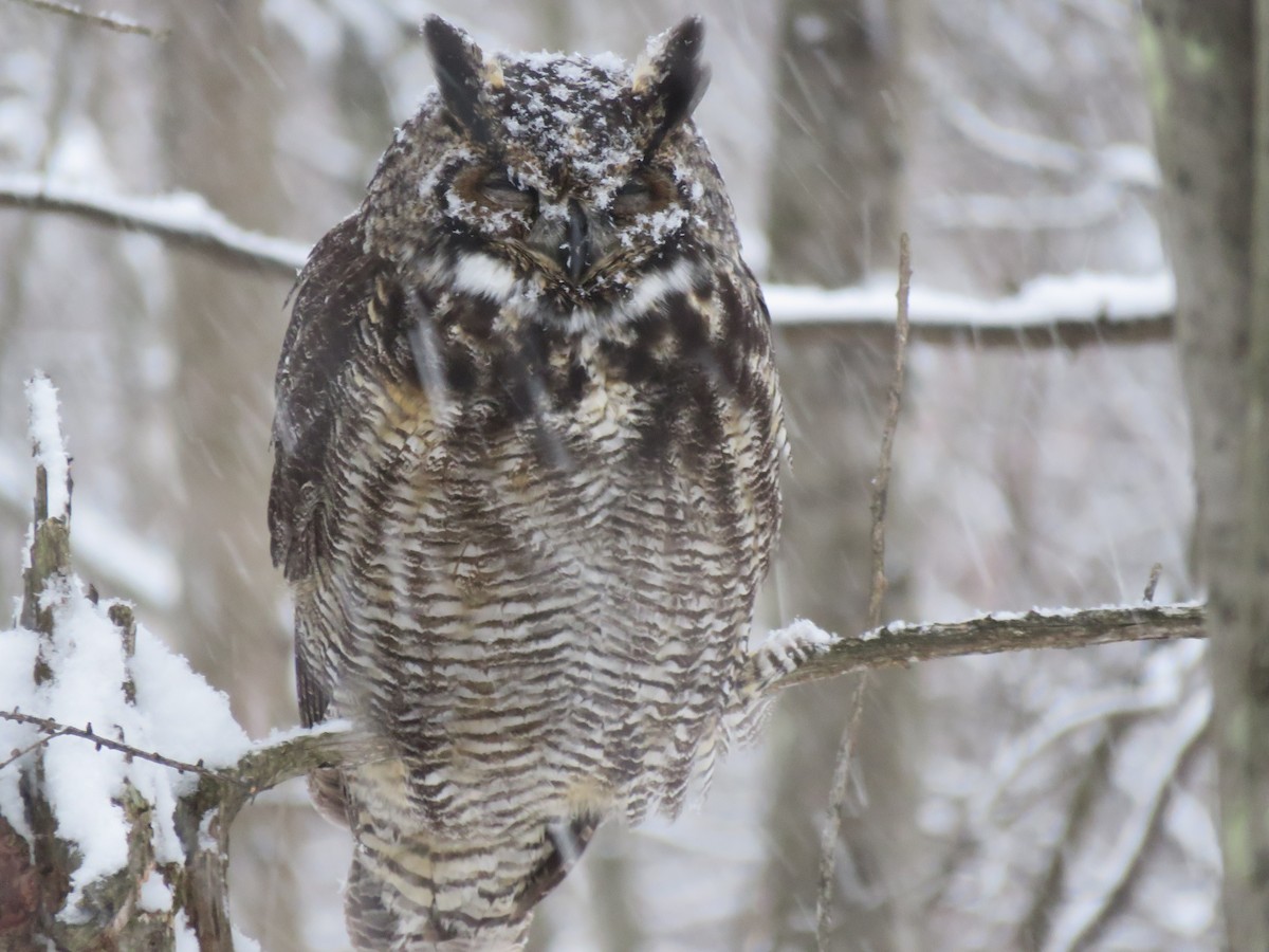Great Horned Owl - ML647326577