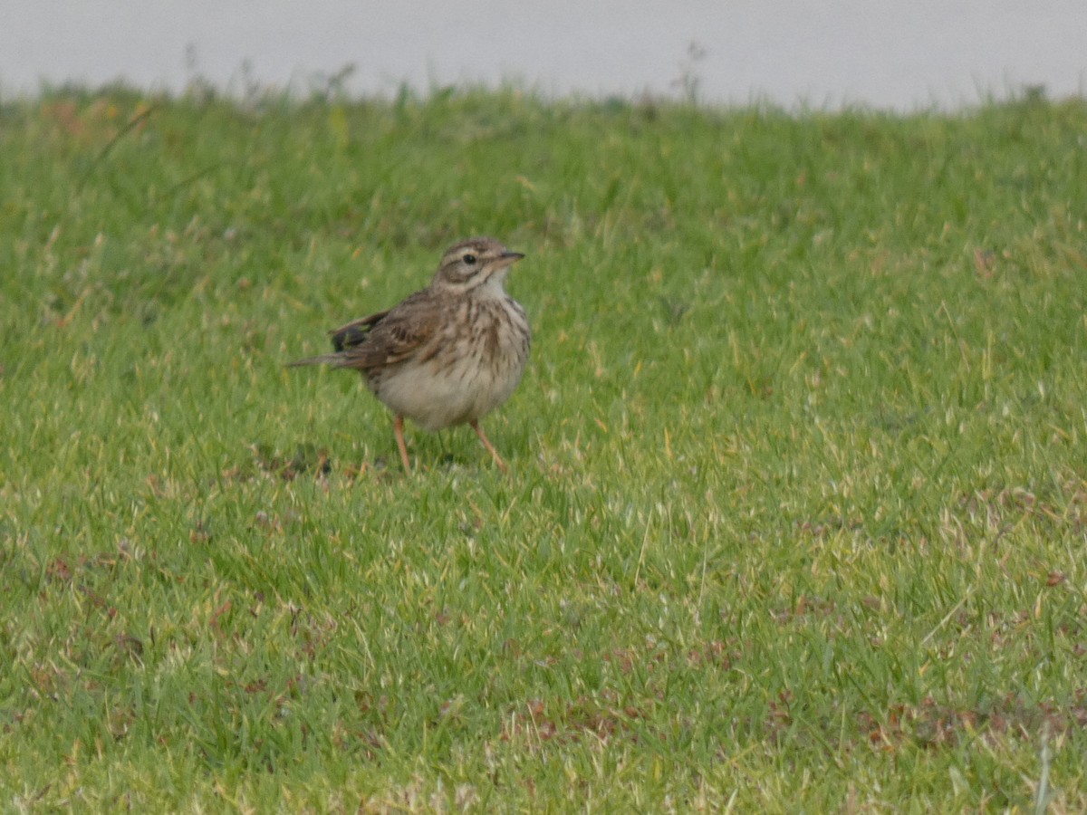 Australian Pipit - ML647326580