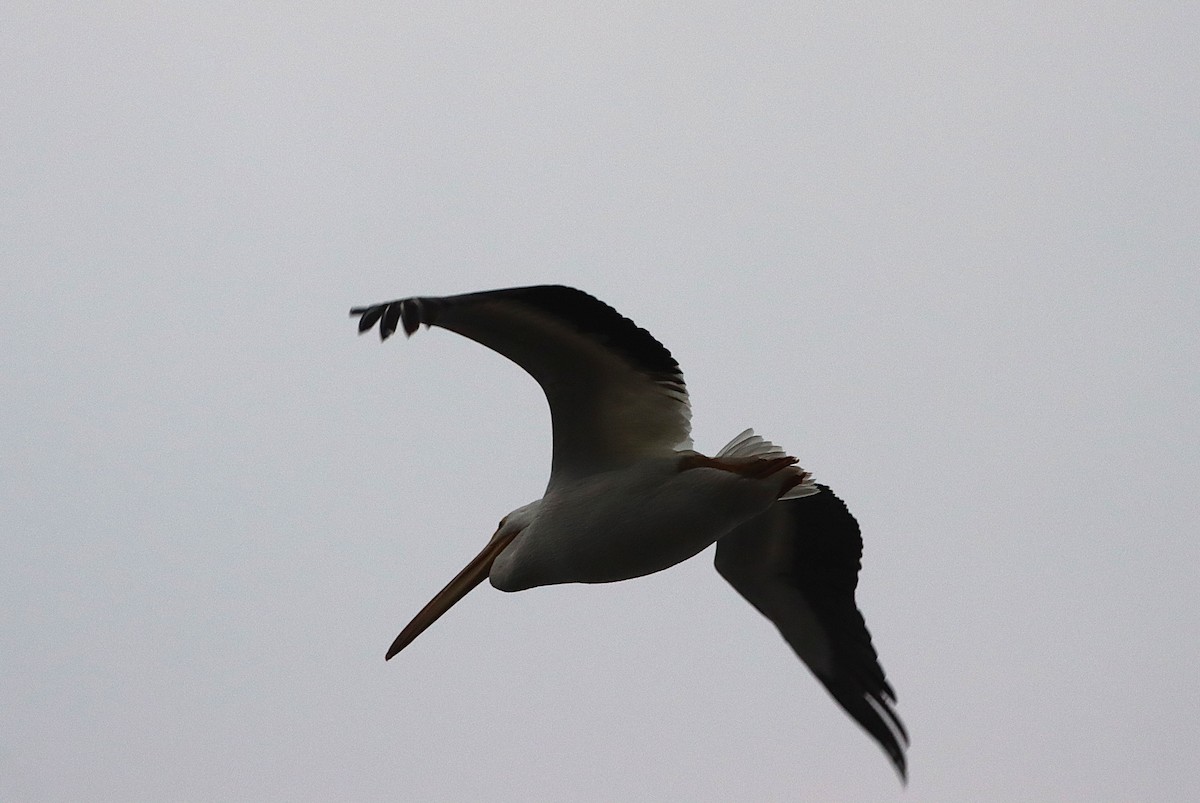 American White Pelican - ML647326586