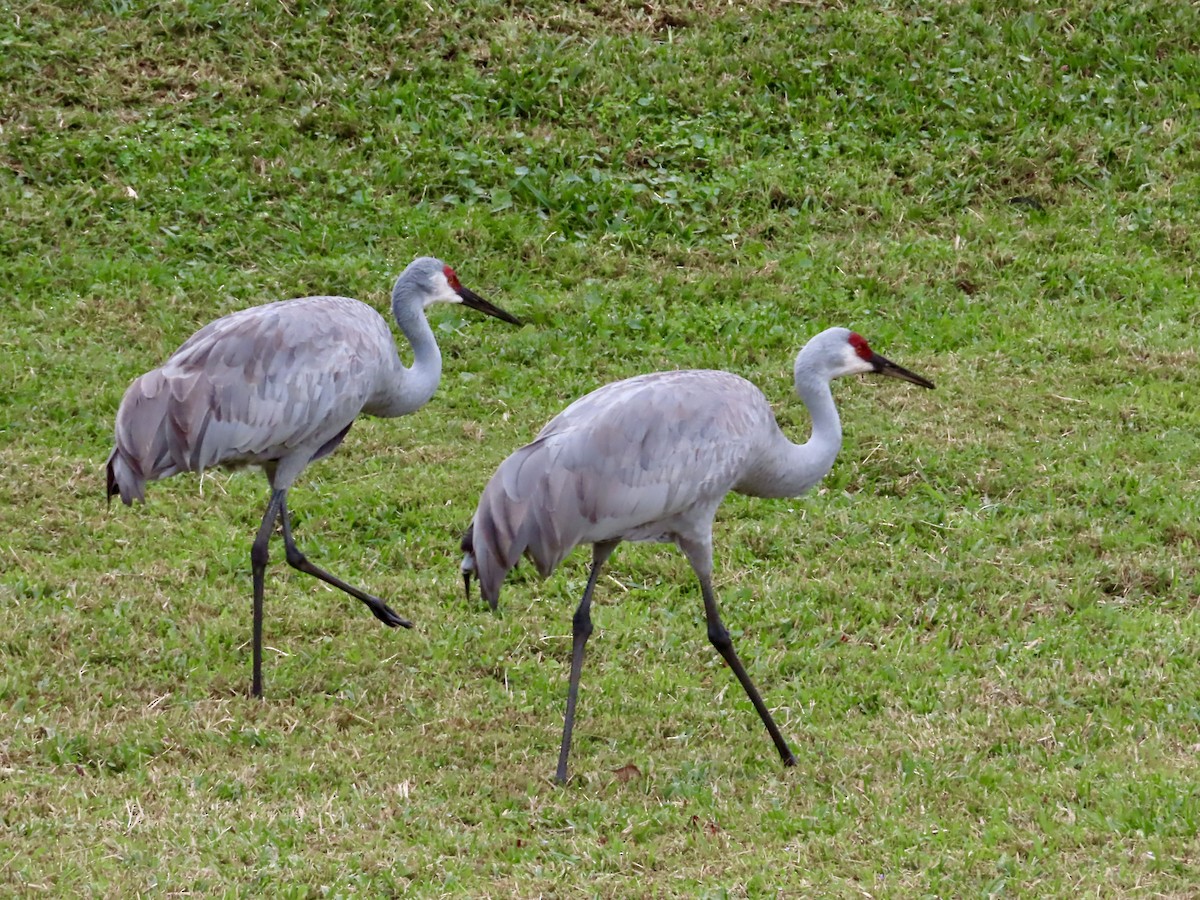 kanadatrane - ML647326600